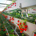 Multi-span Agricultural Galvanized Greenhouse Frame